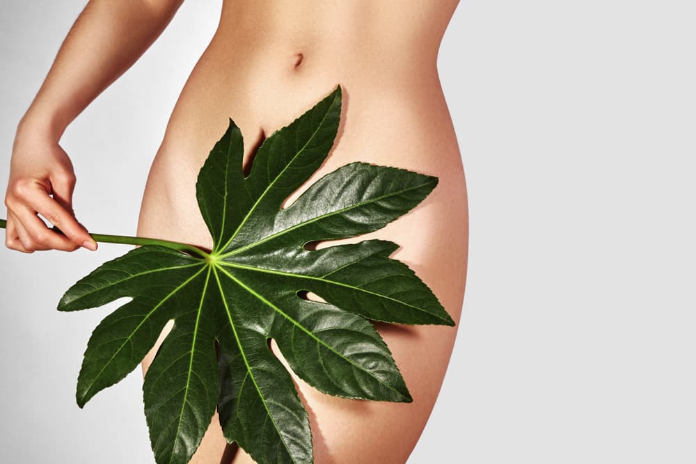 Close-up of a woman’s bikini area modestly covered with a large tropical leaf, representing completely smooth results from a Hollywood intimate wax.